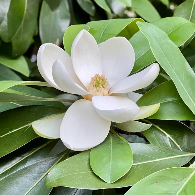 Sweetbay Magnolia Tree in Gallon Pot, Live Flowering Magnolia Tree, Hardy Ornamental Shade Trees with Fragrant Blooms