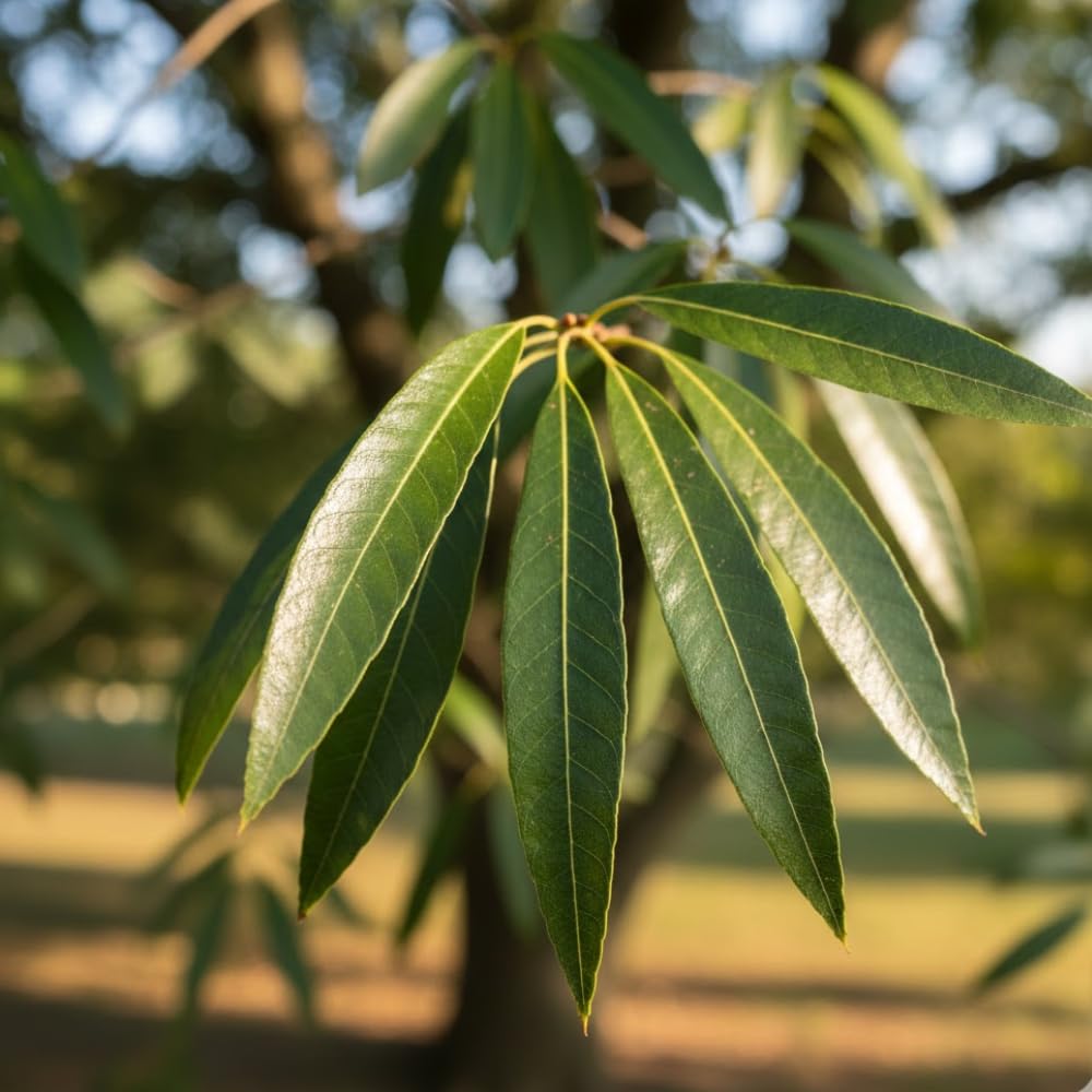 Pack of 2 Willow Oak Tree Live Plants, Hardy Leaf Oak Plant, 12 to 18 Inches Height, Outdoor Growing, Dormant Tree