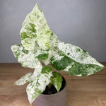 Alocasia Plant 4-8 Inch Tall, Tropical Alocasia Indoor Houseplant, Well Rooted Elephant Ear for Growing