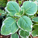2 Variegated Cuban Oregano Plants Live, 4-6" Tall Spanish Thyme Mexican Mint for Indoor Outdoor Growing