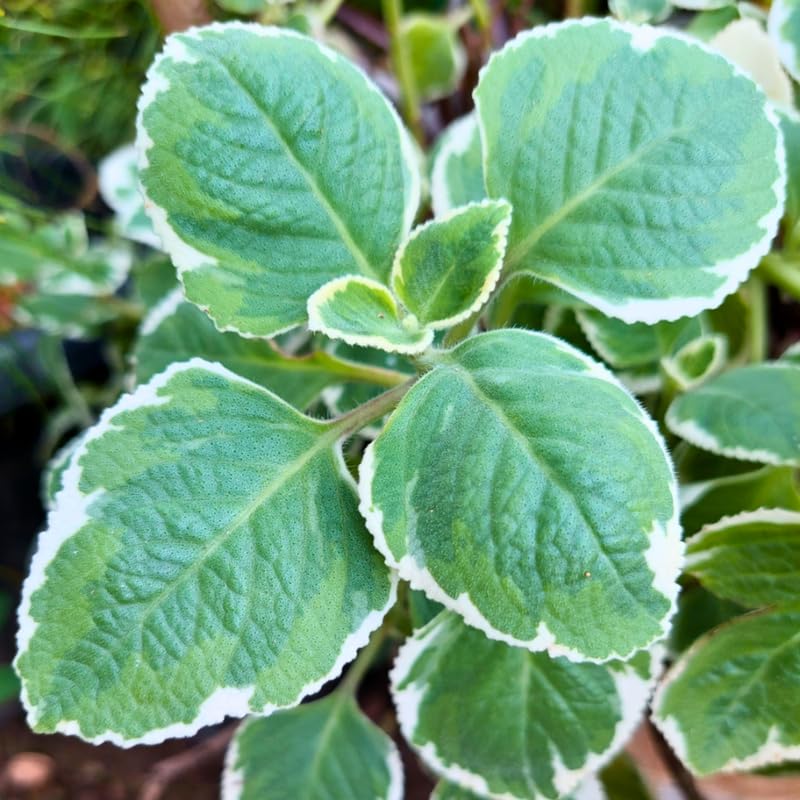 2 Variegated Cuban Oregano Plants Live, 4-6" Tall Spanish Thyme Mexican Mint for Indoor Outdoor Growing
