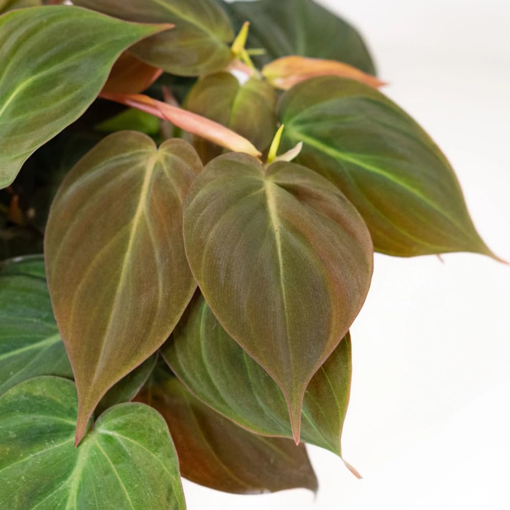 Variegated Philodendron Live Plant 4-8 Inches, Rare Indoor Houseplants for Container Growing (Micans Philodendron)