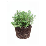 Thyme Live Plant 4 Inch Tall, Fragrant Green Tree, Herb Plant for Indoor or Outdoor Growing (French Thyme)