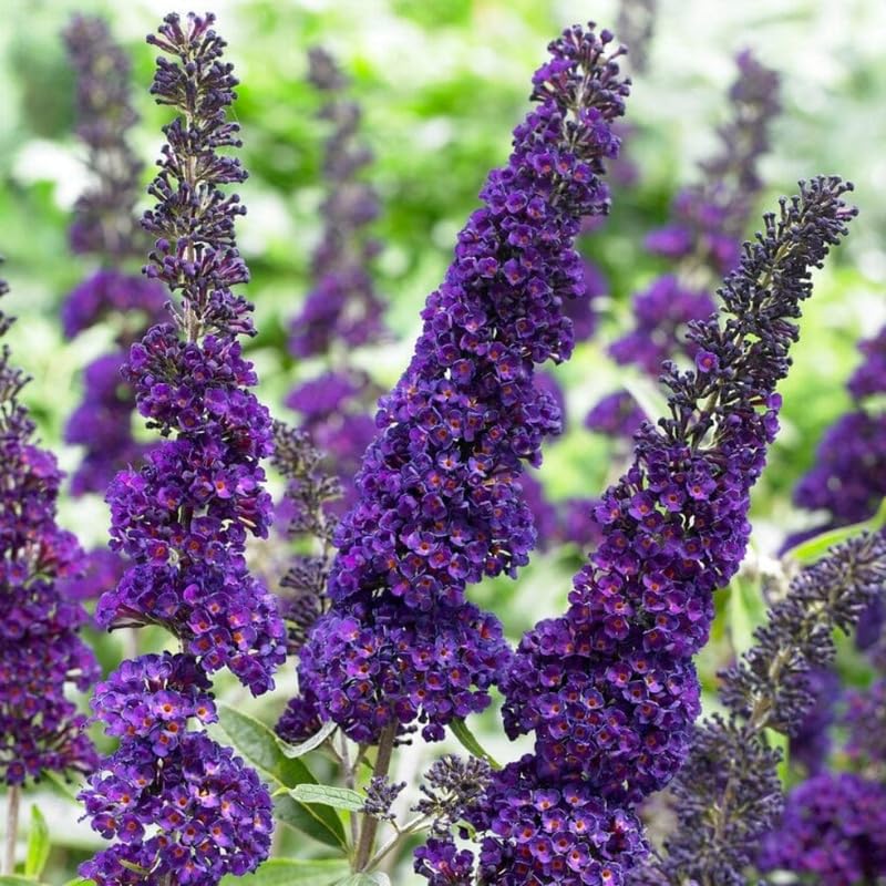 AVERAR 6 Months Old Black Butterfly Bush Live Plant, Butterfly Bushes Ready to Plant Outdoor, Buddleia Plant Bush Shrub 5-7 Inches Tall, No Pot