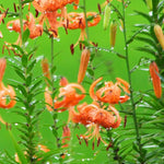 10 Turks Cap Lily Bulbs, Tiger Lily Bulbs with Vibrant Orange Blooms, Hardy Perennial Flowers