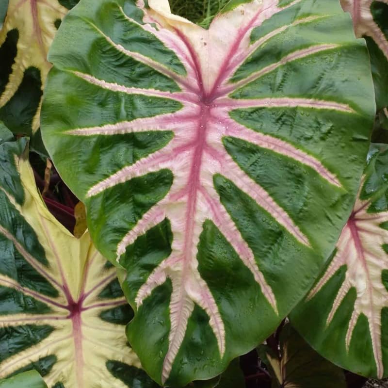 Combo 3 Pink Green Colocasia Live Plants, Elephant Ear Esculenta Taro, 5 to 8" in Tall, Alocasia Live Plant for Planting, Live Houseplant Colocasia Plant