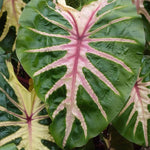 Pink Green Colocasia Live Plant, 5 to 8" in Tall, Taro Elephant Ear Alocasia Esculenta Live Plant for Planting, Live Colocasia Houseplant