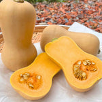 Butternut Squash Live Plant 4" Pot, Live Squash Plants in 3-5 Inch Tall, Vegetable Seedlings for Planting Outdoor Garden