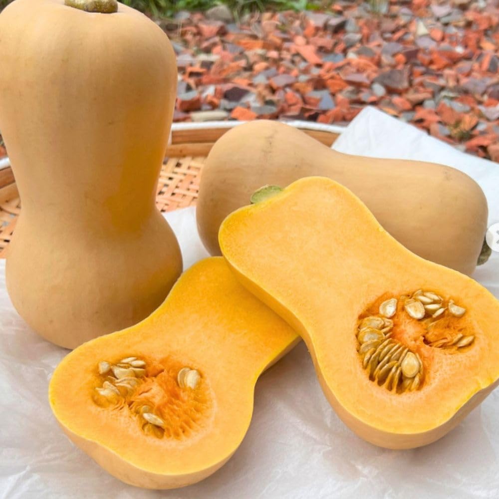 Butternut Squash Live Plant 4" Pot, Live Squash Plants in 3-5 Inch Tall, Vegetable Seedlings for Planting Outdoor Garden