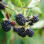 4 BlackBerry Plants Live for Planting, 5-9 Inches Height, Sweet Berry Bush Live Plant, Large Berries Plant (Triple Crown BlackBerry)