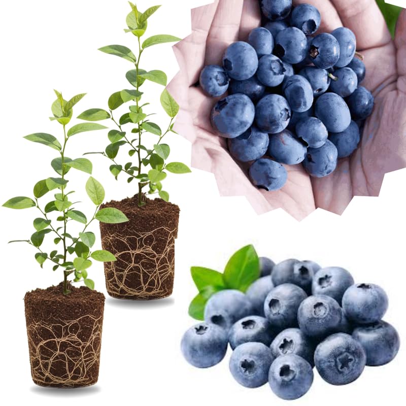 2 Southern Highbush Blueberry Plants Live for Outdoor Growing, Spring Planting Blueberry Trees Live Plants, Blueberries Bushes, Hardy and High Yield Seedlings, Starter 4 to 7", No Pot
