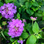 4 Colorful Perennial Lantana Trees Live Plants, Purple Blooms, Hardy and Long Blooming Seasons, Fragrant, 5-10" in Tall, Full Sun Growing
