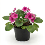African Violet Plant Live in 4 Inch Pot, Indoor Flowering Houseplant, Compact Blooming Plant for Home or Office (Pink Blooms)