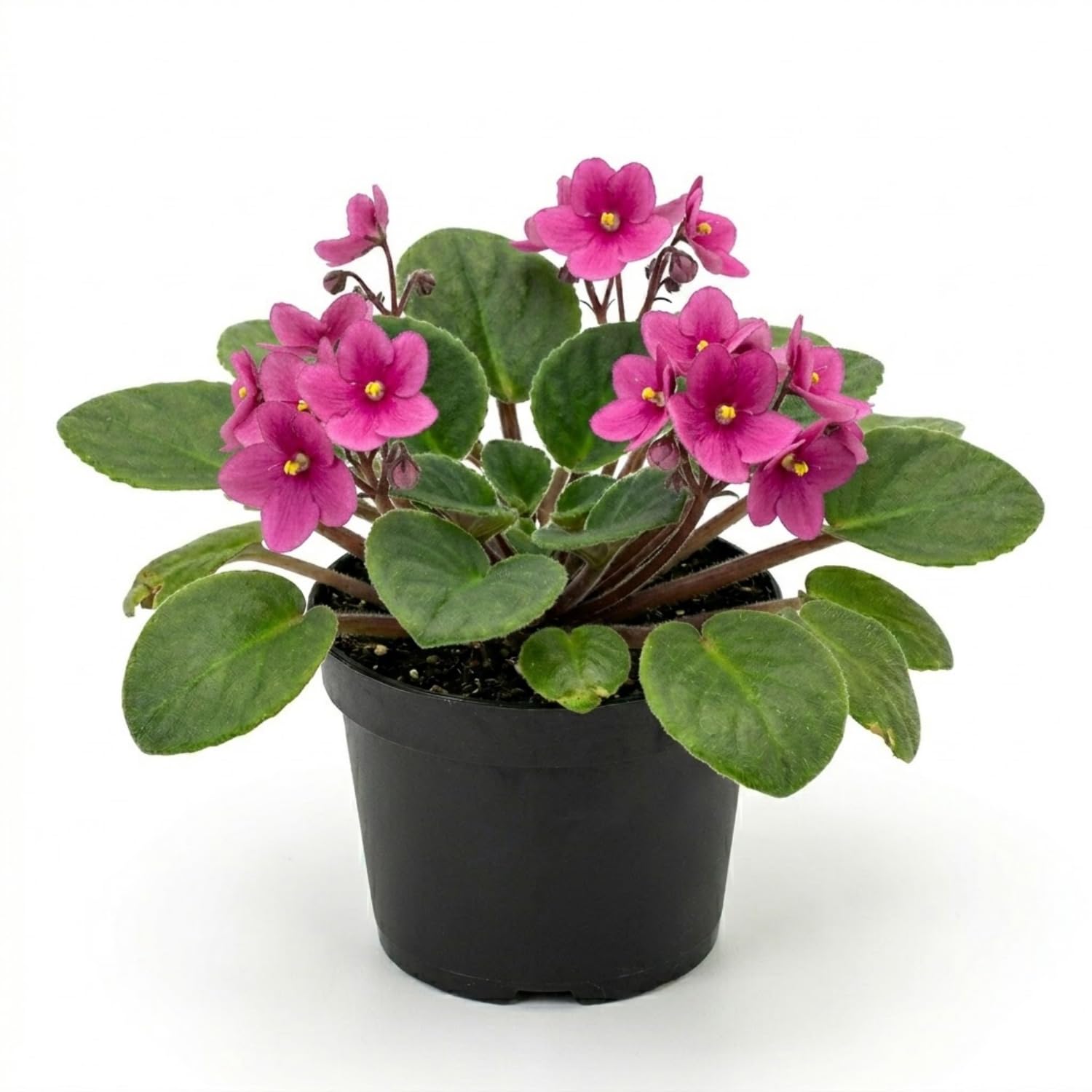 African Violet Plant Live in 4 Inch Pot, Indoor Flowering Houseplant, Compact Blooming Plant for Home or Office (Pink Blooms)