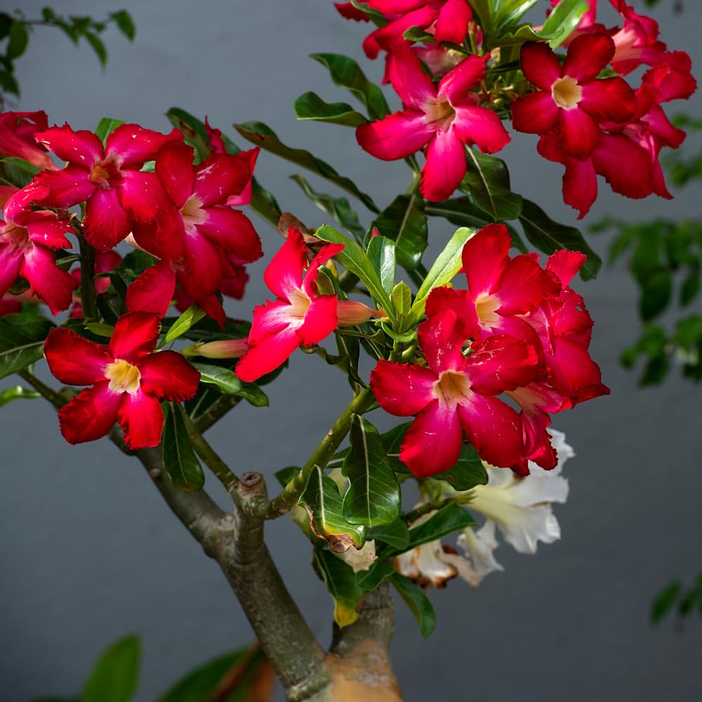 2 Mix Adenium Desert Rose Plant Live, Desert Rose Live Plant, 4 to 6 Inc Tall