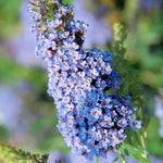 Butterfly Bush Buddleia Butterfly Plant Live, 4-9" Tall Well-Rooted for Outdoor Gardens, Perennial Shrub, No Pot
