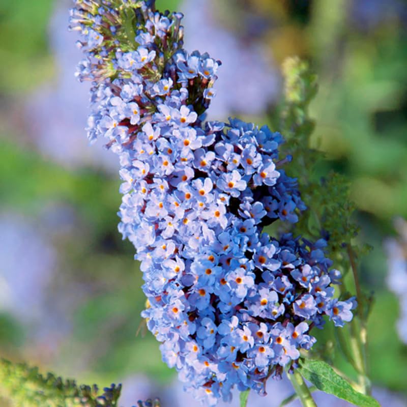 Butterfly Bush Buddleia Butterfly Plant Live, 4-9" Tall Well-Rooted for Outdoor Gardens, Perennial Shrub, No Pot
