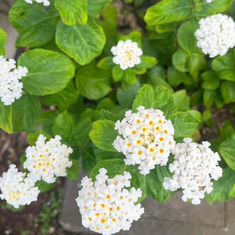 3 Trailing Lantana Plants Live, 5 to 7 Inc Tall, White Lantana Live Plants for Planting Outdoors Flower Gardening