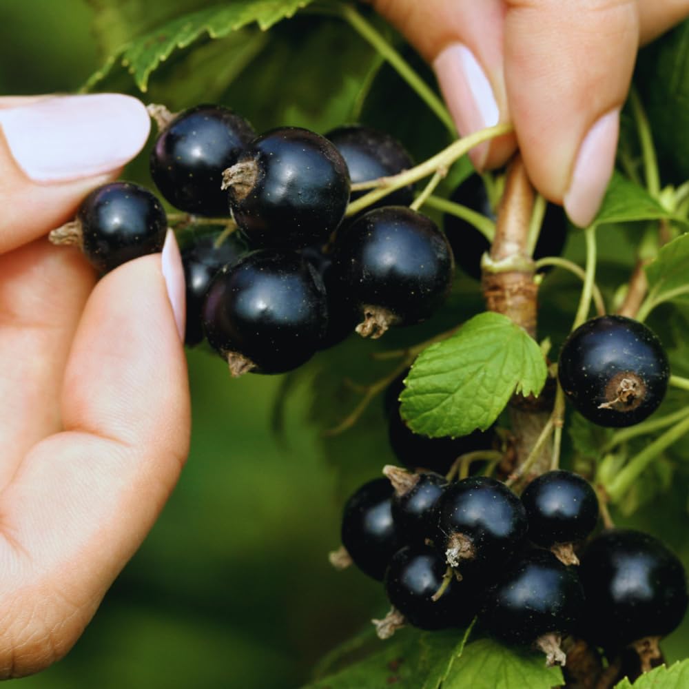 Currant Plant Live, Red Currant Bush Live Plant for Planting, 6 to 8 Inc Tall (Black)