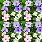 2 Random Mexican Petunia Live Plants, Hardy Mexican Petunia Bush Cold Hardy, Starter Size 5-10 Inches in Tall, No Pot