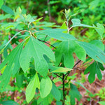 5 Fragrant Sassafras Trees Live Plants, Autumn Fall Color Sassafras Seedling Bare Roots, 7-15 Inches in Tall
