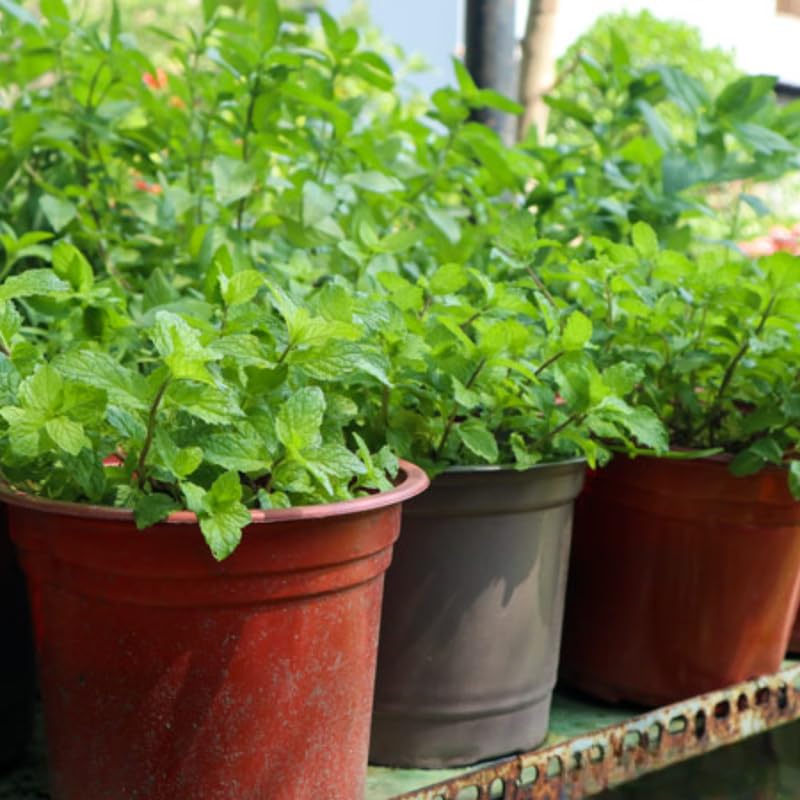 Big Clumps Random Mint Plants Live in Pot, Well-Rooted Herb for Home Gardens, Heirloom Mint Indoor Outdoor, Fresh Mints