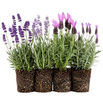 4 Lavender Plants Live, Fragrant Lavender Herb for Garden, Patio Containers and Indoor Décor, 4-7 Inches Tall
