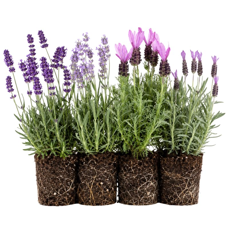 4 Lavender Plants Live, Fragrant Lavender Herb for Garden, Patio Containers and Indoor Décor, 4-7 Inches Tall