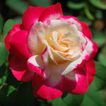 Climbing Rose Live Plant, 6 Months Old Starter, Fragrant Purple Climbing Roses for Planting Outdoor, No Pot (Dark Night)