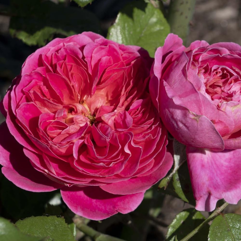Rose Bush Live Plant, 5-9 Inch Tall, Fragrant Rose Flowers Tree, Well-Rooted Ready to Plant Outdoor Indoor (Red Pink Rose)