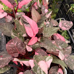 Rare Variegated Pink Philodendron Plant Live Indoor, 5-9" No Pot, Tropical House Plant for Indoor, 5-9" No Pot Home Décor Houseplants