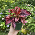 Begonia Live Plant, Begonias Live Plant, Rare Begonias Plants, 5-7 Inches in Height for Indoor Houseplant (Red Begonia)