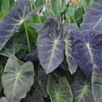 Colocasia Live Plant, 4-8'' Tall, Elephant Ear Plant, Esculenta Taro Alocasia Housplant, Indoor Outdoor Planting (Black Purple)