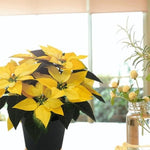 2 Poinsettia Plants Live, Yellow Poinsettia Flowers Christmas Decorations, Holiday Houseplant, Poinsettias Trees Plants, No Pot, 5-9" Tall