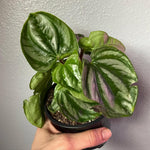 Peperomia Watermelon Plant Live, Peperomia Houseplant, Green Foliage, 5-7 Inches in Height for Indoor Planting