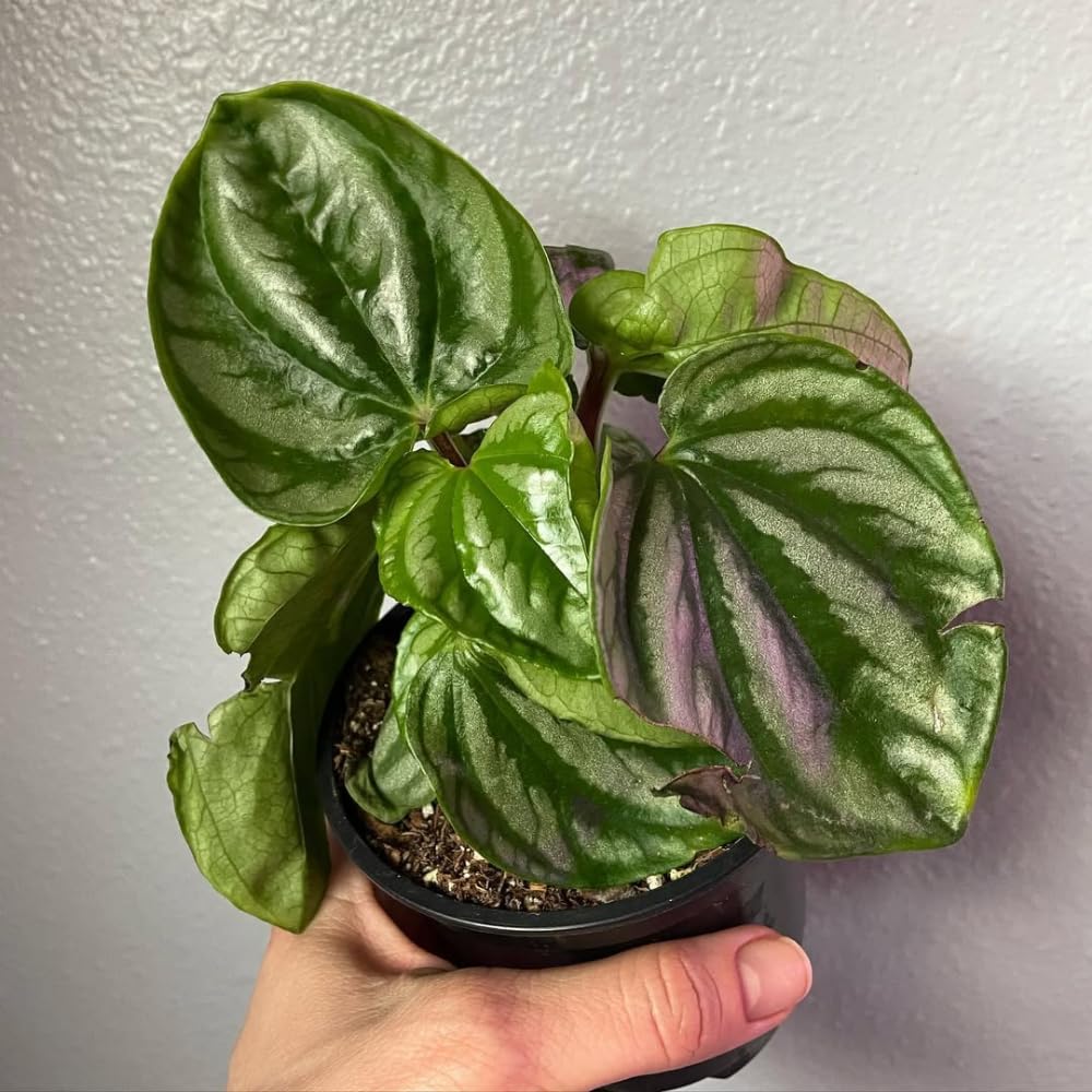 Peperomia Watermelon Plant Live, Peperomia Houseplant, Green Foliage, 5-7 Inches in Height for Indoor Planting