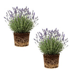 2 Lavender Plants Live Flower, Lavandula Perennial Starter Plants Plugs, 4-8" Tall for Planting Indoor Outdoor (Provence Lavender)