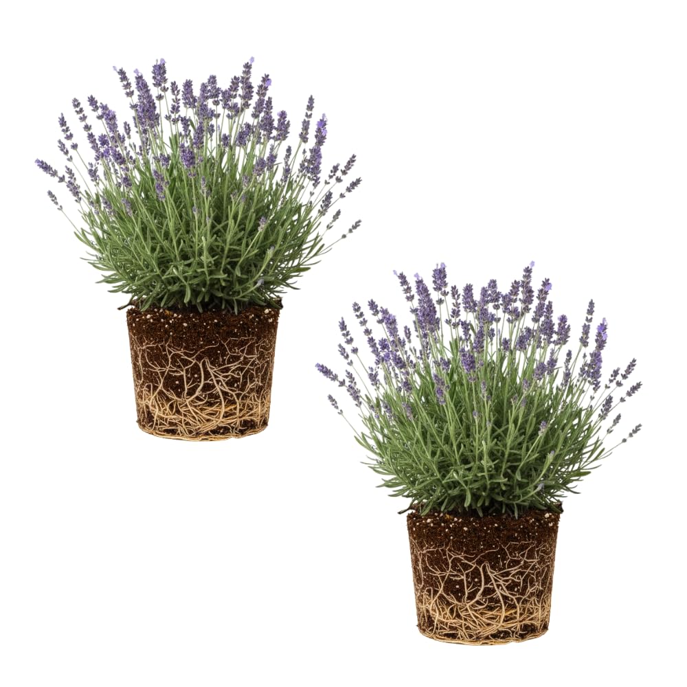 2 Lavender Plants Live Flower, Lavandula Perennial Starter Plants Plugs, 4-8" Tall for Planting Indoor Outdoor (Provence Lavender)