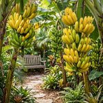 Grand Nain Banana Tree Live Plant, Edible Fruit, 4-6" Tall