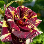 Rose Bush Live Plant for Gardening, Hardy Fragrant Rose Flower Plant, 5 to 10 Inch Tall, Ideal for Outdoor Planting (Rare Red Yellow Rose)