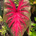 Set 2 Caladium Plants, Mix Caladium Houseplant Live 4-6 Inches Tall, Garden and Container Growing (Red)