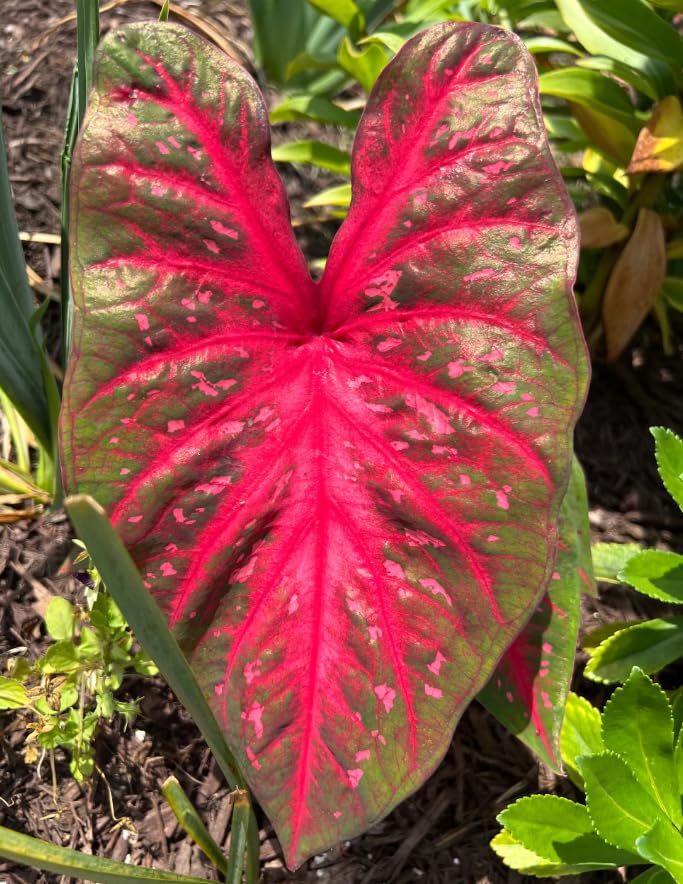 Set 2 Caladium Plants, Mix Caladium Houseplant Live 4-6 Inches Tall, Garden and Container Growing (Red)