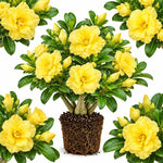 Double Yellow Desert Rose Live Plant, Adenium Succulent, 4-6" Tall