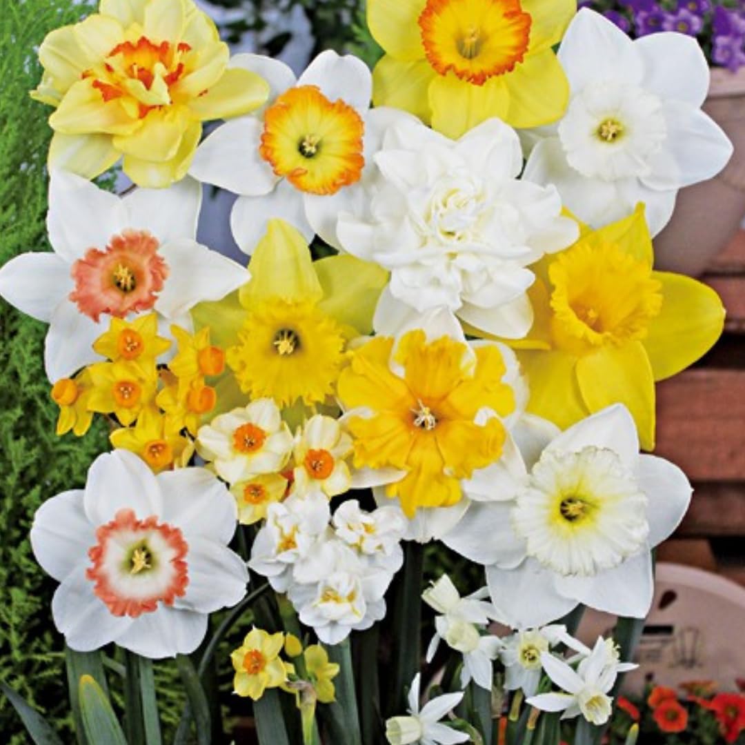 20 Daffodil Bulbs for Fall Planting, Spring-Blooming Narcissus Bulbs, Bulk Top Size Bulbs for Gardens, Borders and Flowerbeds Planting (Mixed Daffodil Bulbs)