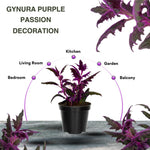2 Purple Passion Plants Live for Growing, 4-9 Inc Tall, Gynura Aurantiaca Purple Velvet Passion Live Plants, Royal Velvet Plant