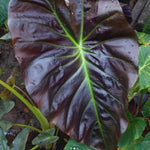Elephant Ear Plants, Rare Colocasia Plant Live, Perennial Esculenta Taro Alocasia 4-8 Inch Tall, Indoor Outdoor Garden (Glossy Black)