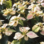 2 Poinsettia Plants Live, Pink Yellow White Poinsettia Flowers Christmas Decorations, Holiday Houseplant, Poinsettias Trees Plants, No Pot, 5-9" Tall