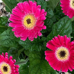 3 Pink Gerbera Daisy Plants Live, Gerbera Daisies Live Plants, Daisy Plant, Daisies Flowers Live Plants