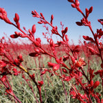 Red Yucca Plant, Hardy Yucca Live Plants in 4" Pot, 4-8 Inches Tall Plant for Growing Outdoor Garden