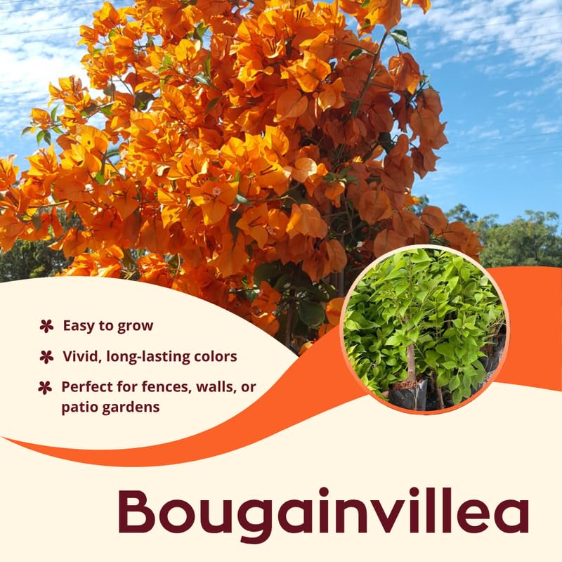 2 Orange Bougainvillea Plants Live, Flowering Bougainvillea Vine for Outdoor Garden or Trellis, 5-9 Inch Tall, Very Hardy
